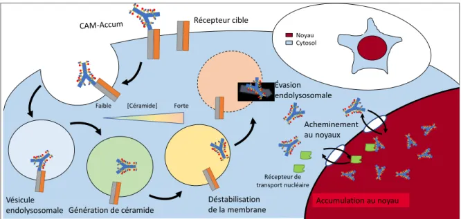 Figure 5 – Mécanisme d’action de la technologie Cell Accumulator (Accum) 