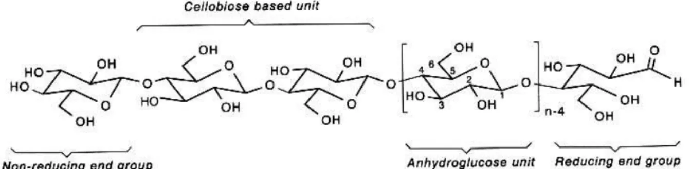 Figure I-3. Représentation d’une molécule de cellulose [Klemm 1998]. 