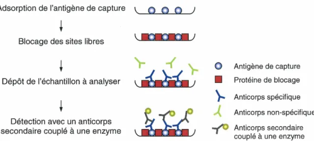 Figure 2.  Principe du test ELISA 