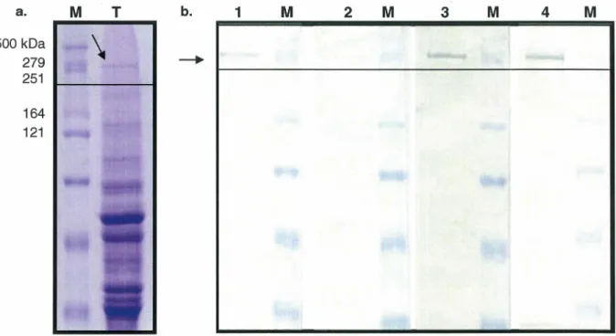 Figure 5.  Production d'un extrait de toxines concentré dans un tampon sans protéines 