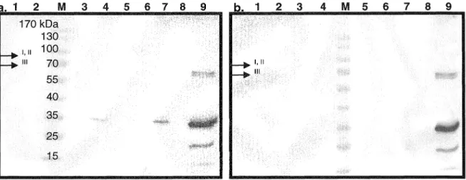 Figure 8.  Production des protéines recombinantes Binl, Binll et Binlll 