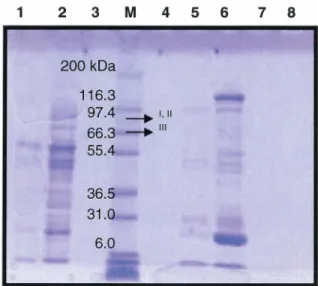 Figure  9.  Purification  des  protéines 