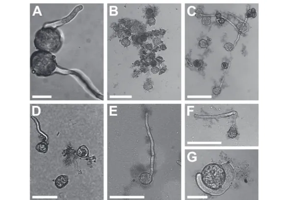 Fig. 2 Pollen of N. tabacum in BK PEG after 1 h (A), BK suc (B) or BK PEG (C) at 100 μg GO mL −1 after 2 h