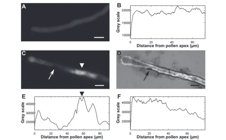 Fig. 8 Variation of the pollen tube pH in germinated Nicotiana tabacum L. pollen without or with GO at 100 μg mL −1 