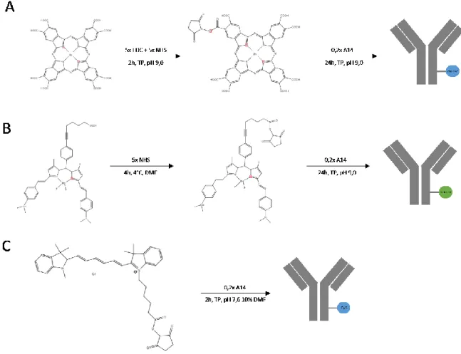 Figure  1. Représentation schématique  des diverses conjugaisons de fluorochrome  