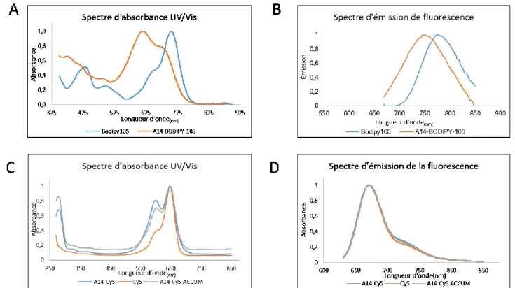 Figure  2. Spectres d’excitation  et d’émission de fluorescence des conjugués 