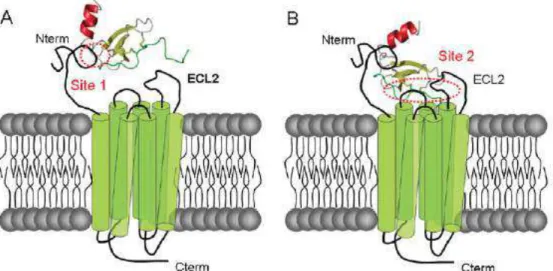 Figure 12 : Modèle d’interaction des chimiokines avec leurs récepteurs 