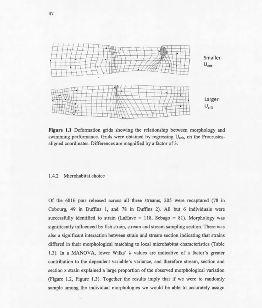 Fig u re  1.1  Deformation  grids  showing  the  relationship  between  morphology  and  swimrning  perfonnance 