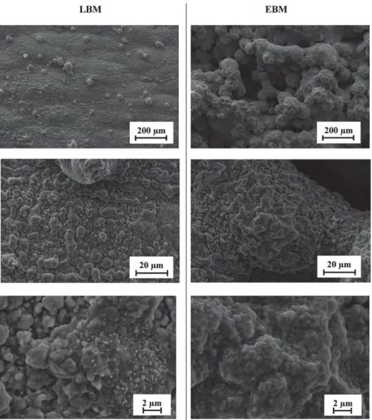 Fig. 8. SEM micrographs of external oxide layer morphology on raw surfaces, after air oxidation at 850 °C for 1000 h, on the (XZ) plane, LBM vs EBM.