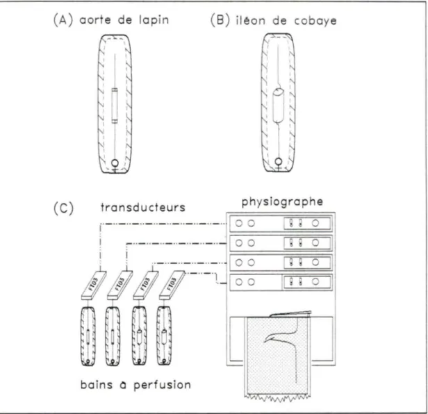 Figure 8.  Montage des tissus  pour les essais de tensiométrie avec l'aorte de 