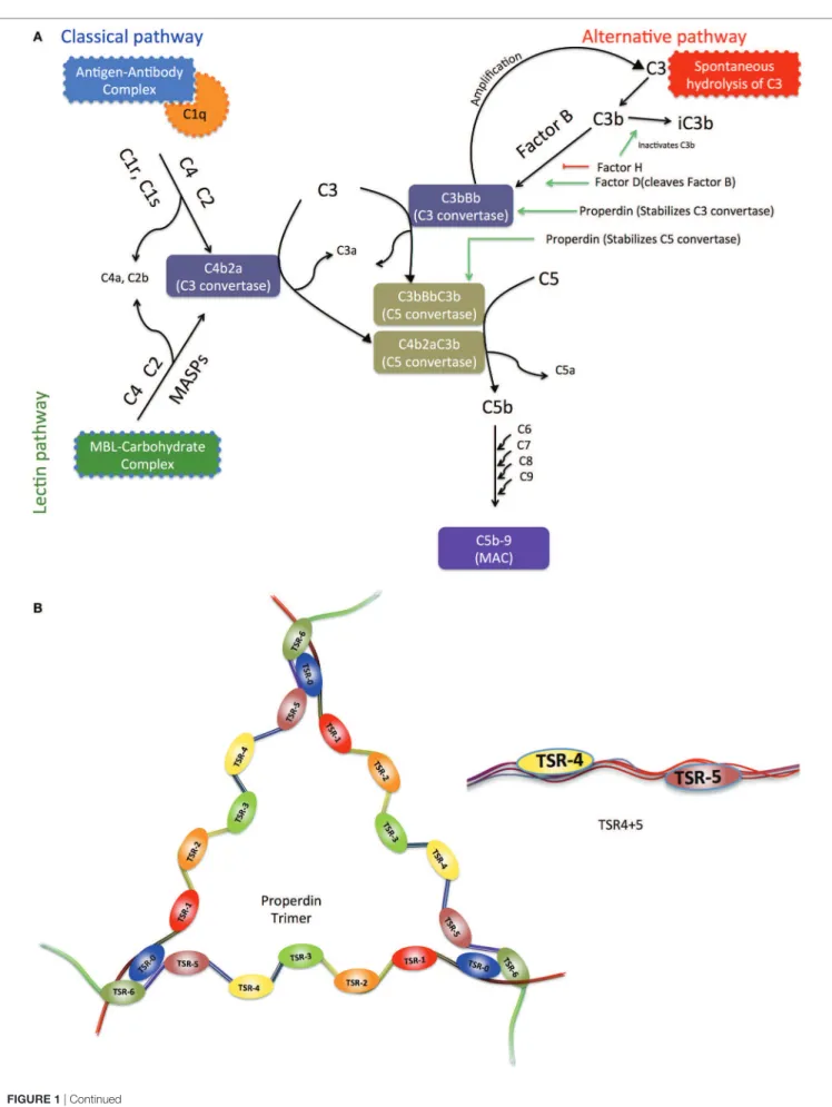 FIGURE 1 | Continued