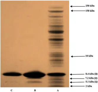 Figure 2. Silver stained Tricine SDS-PAGE gel. Lane A corresponds to the dual-xtra