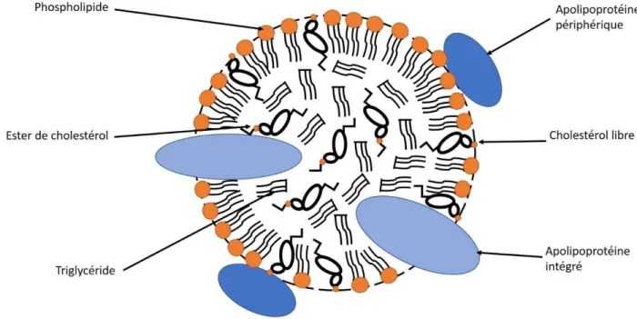 Figure 3: Schéma de l'organisation d'un agrégat lipoprotéine 