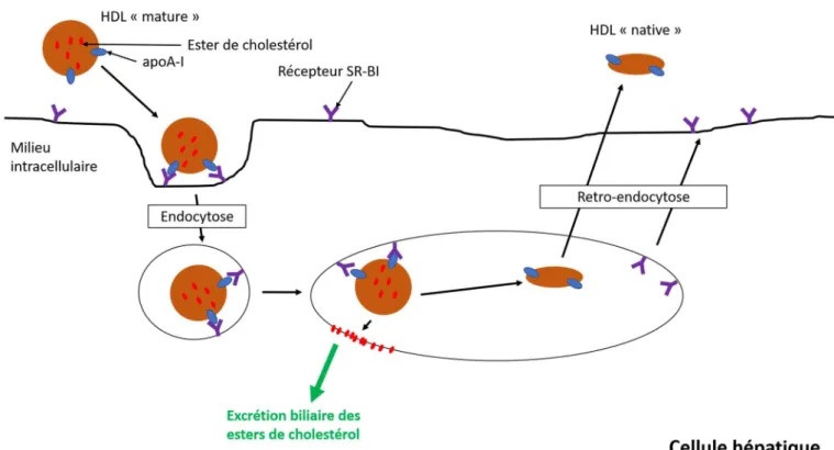 Figure 5 : Capture des HDL médiée par des récepteurs et élimination du cholestérol du foie 