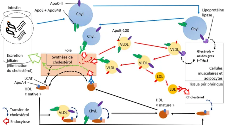 Figure 6 : Schéma bilan des mécanismes de transport des acides gras et du cholestérol