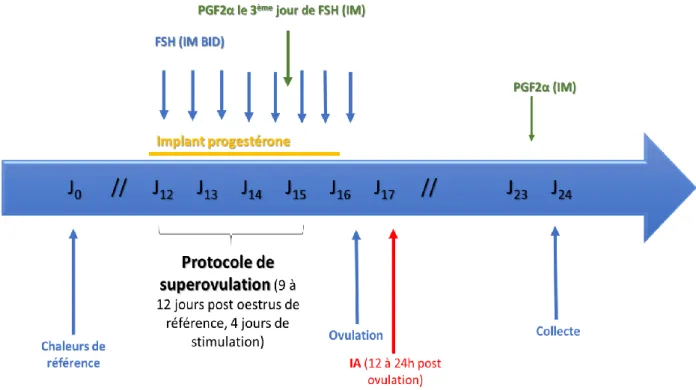 Figure  3 :  Protocole  de  superovulation  mis  en  place  à  partir  des  chaleurs  de  référence  et  jusqu’à  la  collecte  d’embryons 