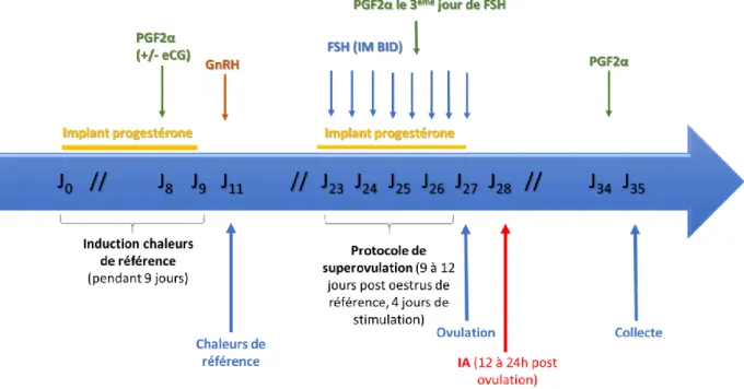 Figure 4 : Protocole complet de super ovulation avec induction des chaleurs