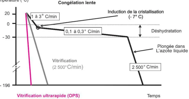 Figure  5:  protocole  de  cryoconservation  des  embryons  selon  différentes  méthodes  :  vitrification,  vitrification  ultra rapide, ou congélation lente 