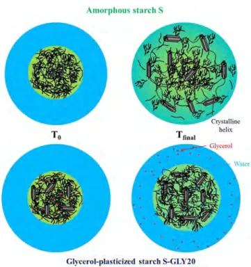 Figure 9. Schematic view of the proposed mechanisms for water uptake and structural changes from T 0 to T final of an amorphous starch sample (above) and a plasticized starch sample (below)