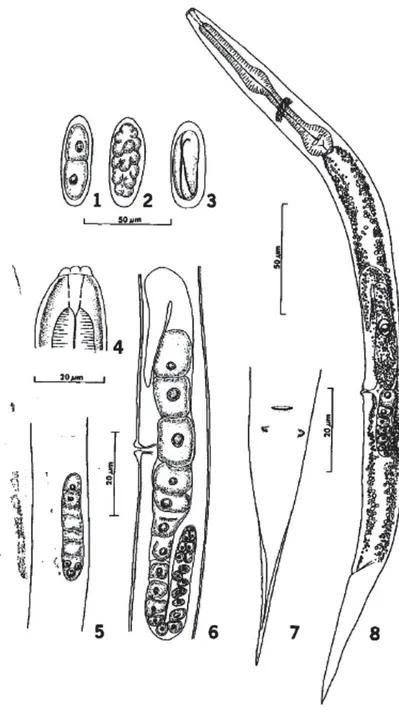 Figure n° 10 : Description du nématode Halicephalobus gingivalis par Anderson et al. (1998) 3