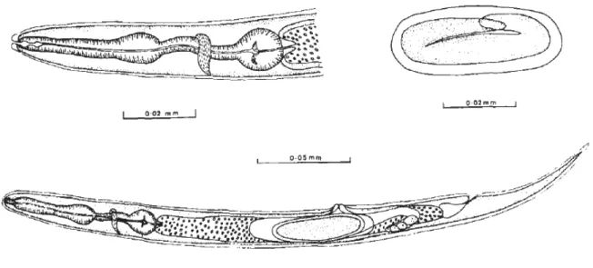 Figure n° 11 : Description du nématode Halicephalobus gingivalis par Blunden et al. (1987) 5  représentant 