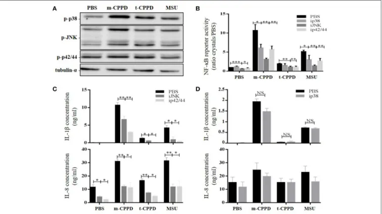 FIGURE 8 | CPPD microcrystals activate NF-κB and induce inflammation via MAPK pathways