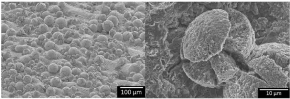 Fig. 6  Oxidized powder on as-built LBM samples oxidized 500 h at 600 °C 