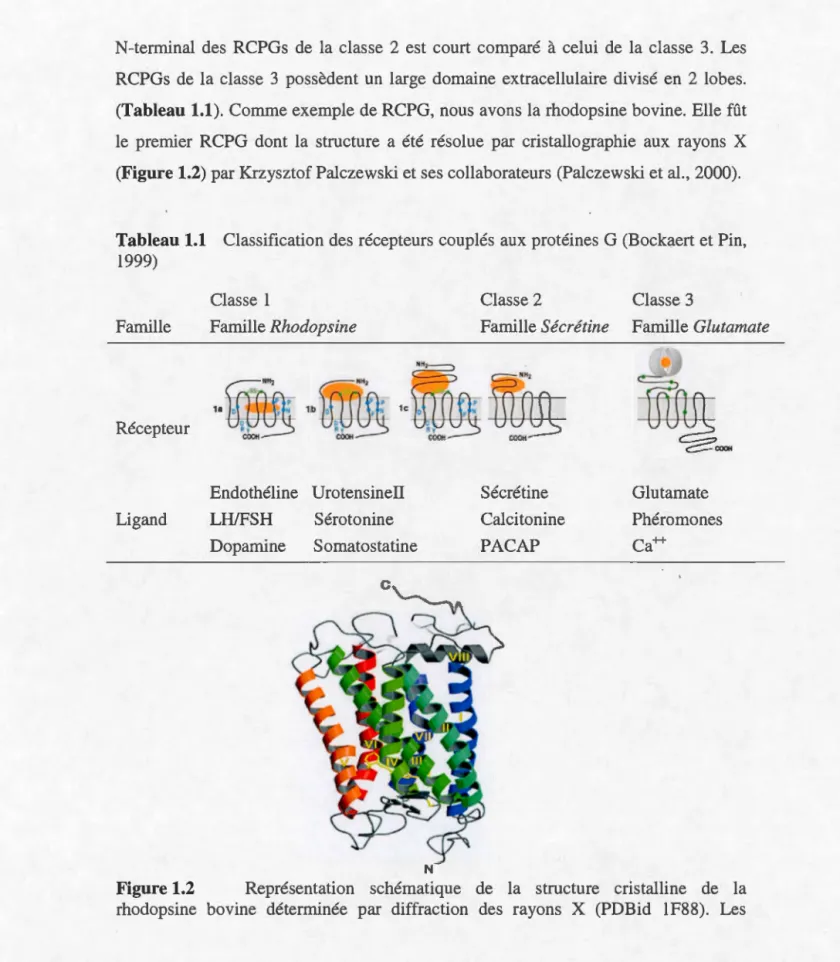 Tableau  1.1  Classification des récepteurs  couplés aux  protéines  G  (Bockaert et  Pin ,  1999) 