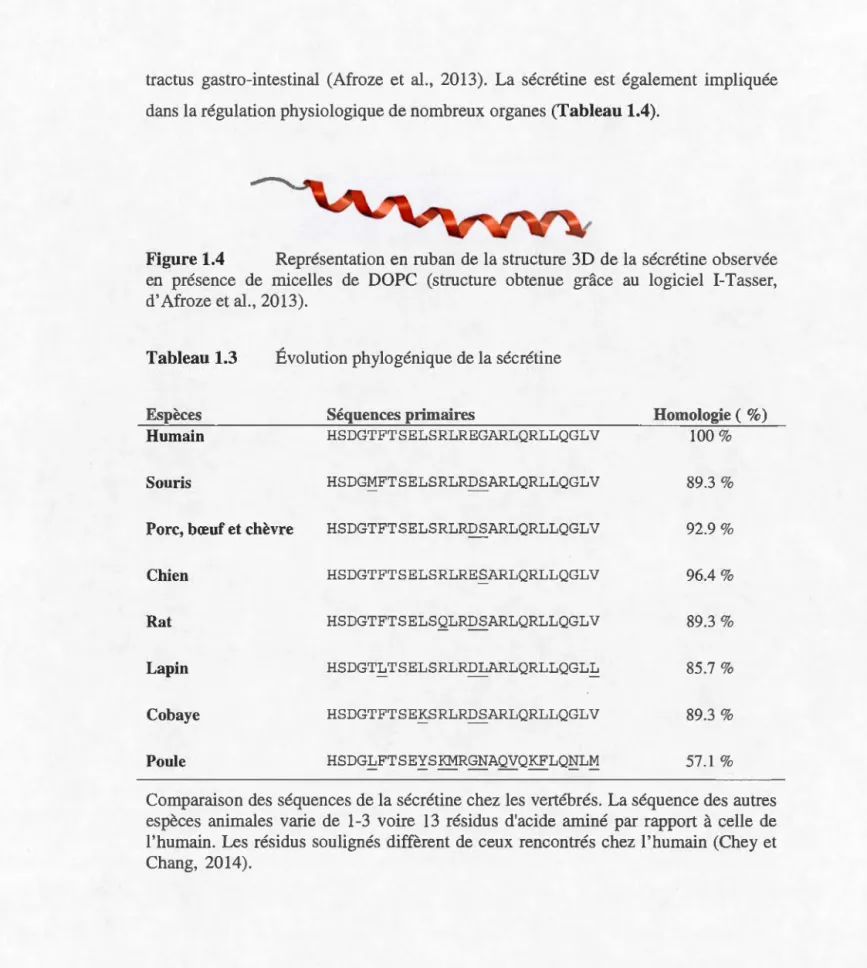 Figure 1.4  Représentation  en  ruban  de la  structure  3D de la  sécrétine observée  en  présence  de  micelles  de  DOPC  (structure  obtenue  grâce  au  logiciel  I-Tasser ,  d'  Afroze et al.,  2013)