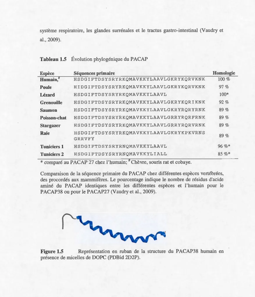 Figure 1 . 5  Repré se ntation  en  ruban  de  la  s tructure  du  PACAP38  humain  en  pré se nce de micelle s  de DOPC  ( PDBid  2D2P)