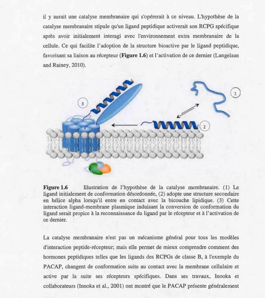 Figure 1.6  Ulu stration  de  l' hypothèse  de  la  catalyse  membranaire.  (1)  Le  ligand  initialement  de  conformation  désordonnée,  (2)  adopte  une  structure secondaire  en  hélice  alpha  lorsqu'il  entre  en  contact  avec  la  bicouche  lipidiq