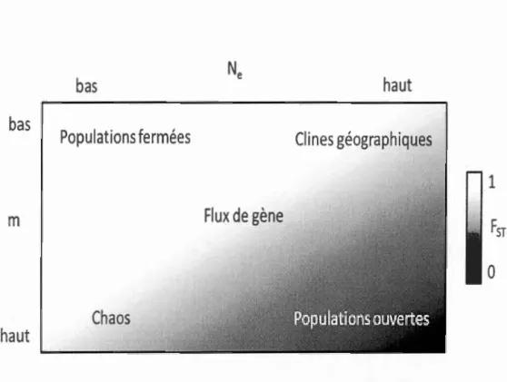 Figure 1.2  Différents  scénarios  de  taux  de  migration  et  de  différentiation 