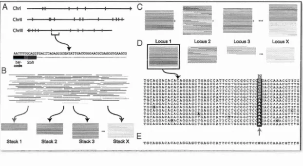 Figure 1.3  Étapes  du  séquençage  RAD ,  de  la  digestion  du  génome  à  la  découverte des  SNPs (tiré  de  Emerson  e t al.,  2010)