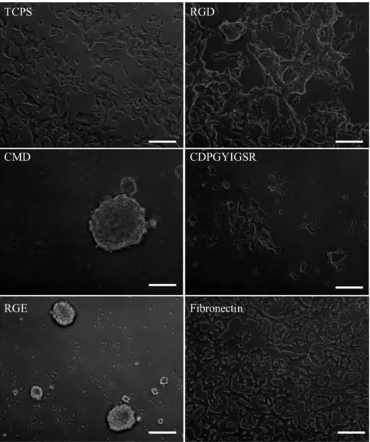 Figure 3.4: Phase contrast microscopy pictures of INS-1 cells grown on the different surfaces  after 72 h