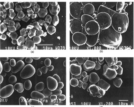 Figure 1 - 14. Observation en microscopie électronique à balayage de granules d’amidon  (c) de p