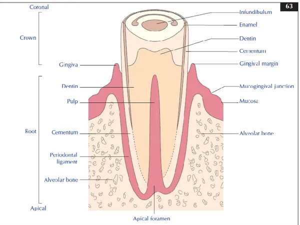 Figure 49 : Illustration des termes anatomiques d'une dent de cheval. D'après (35)  