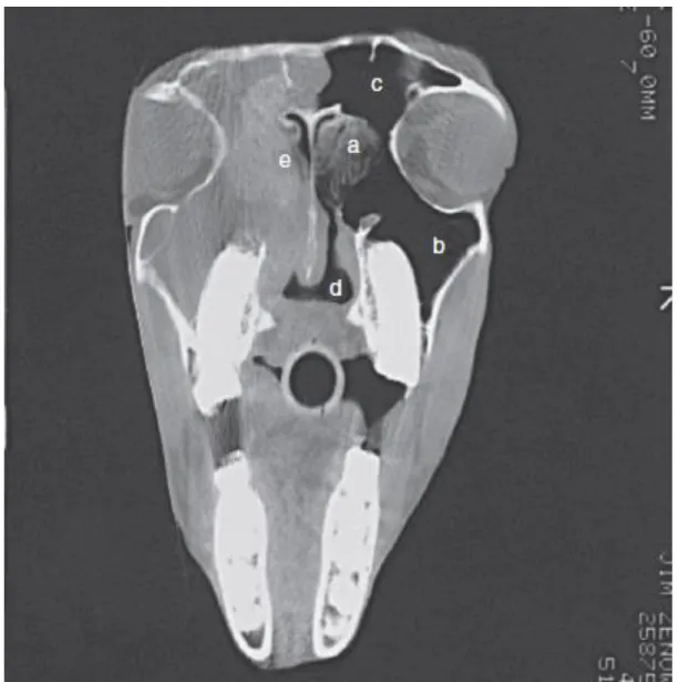 Figure 27 : Image de tomodensitométrie d’une tête de cheval dans un plan transversal au niveau des orbites