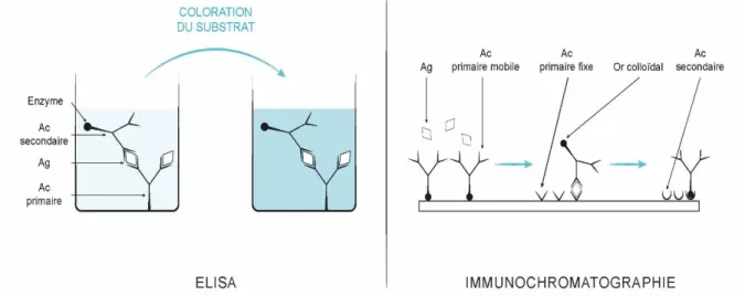 Figure 4 : Principe des techniques ELISA et immunochromatographie  E.  Immunofluorescence et immunohistochimie 