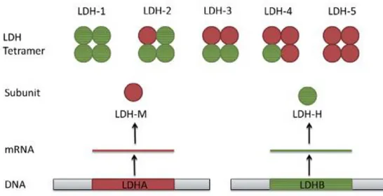 Figure 1 : Composition des isotypes de LDH (Valvona et al, 2016) 