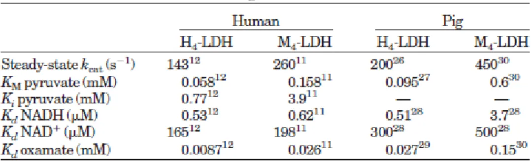 Figure 2 : Paramètres cinétiques des sous-unités H et M de la LDH chez l'homme et le porc