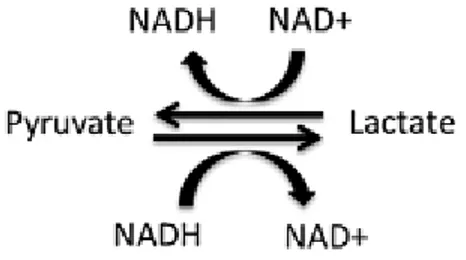 Figure 4 : Affinité des différents isomères de LDH pour les réactions catalysées par l'enzyme 