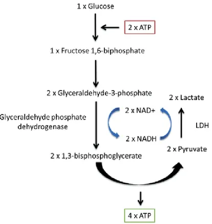 Figure 5 : Mécanisme de la glycolyse anaérobie, permettant d'obtenir 2 ATP à partir d'une molécule 