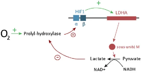 Figure 6 : Boucles de régulation de la transcription de LDHA par HIF1 