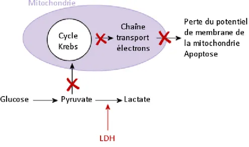 Figure 11 : Mécanismes impliquant la LDH dans l'inhibition de l'apoptose des cellules tumorales 