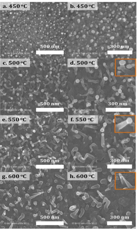 Figure	2.13	–	SEM	images	of	Bi‐catalyze	SiNWs	depending	on	growth	temperature.	Growth	 temperatures	are	(a,b)	450	 o C	(c,d)	500	 o C	(e,f)	550	 o C	and	(g,h)	600	 o C.	