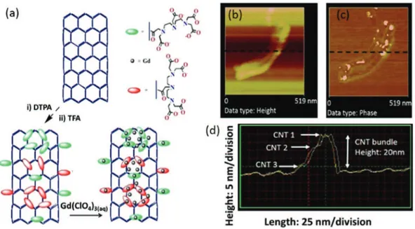 Figure 2.   Investigation of the existence of magnetic domains on the CNTs. (a) Schematic illustration of MWNT  functionalization with subsequent DTPA chelation of paramagnetic ion (Gd 3+ ); varied attachment of the 