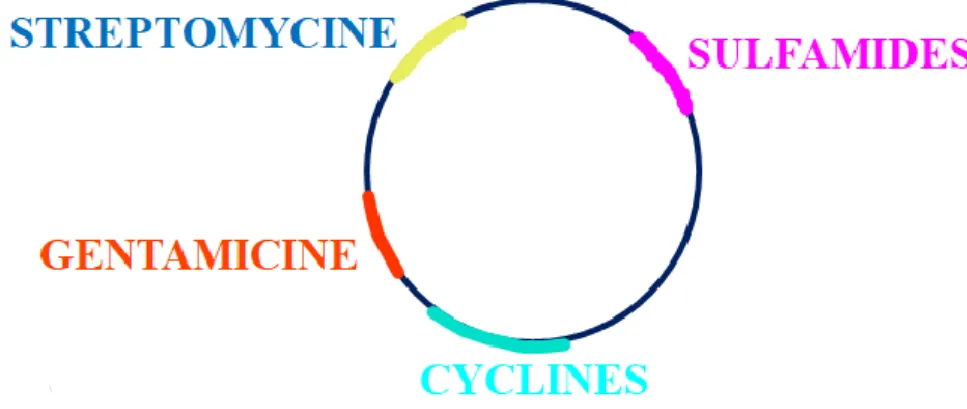 Figure 2 : Plasmide porteur de plusieurs gènes de résistance, source : colloque sur les antibiotiques en élevage, Petit 2016