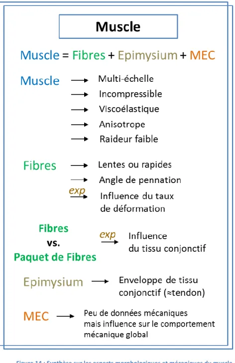Figure 14 : Synthèse sur les aspects morphologiques et mécaniques du muscle 