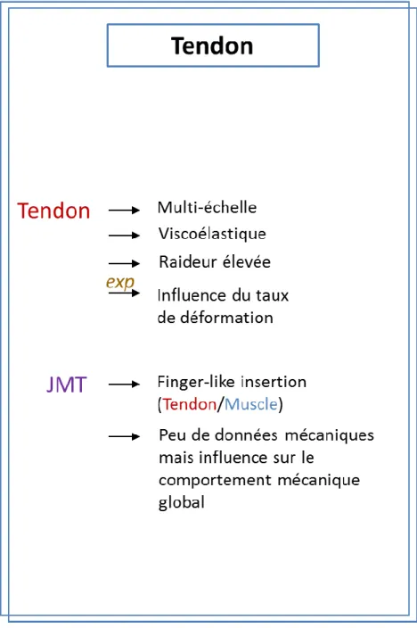 Figure 25 : Synthèse sur les aspects morphologiques et mécaniques du tendon 