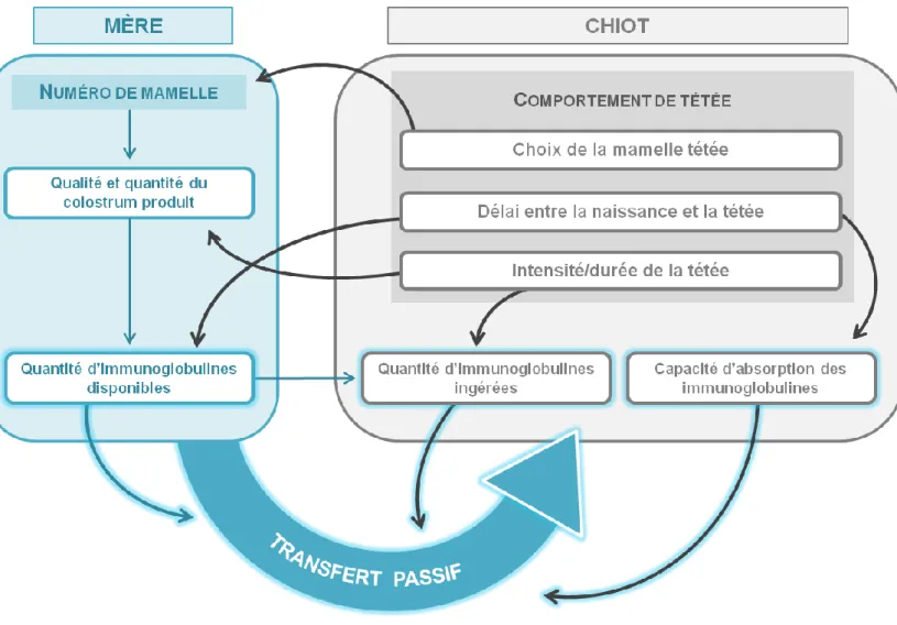 Figure 1 - Interactions entre les différents facteurs de variation du transfert passif de l'immunité chez le chien 